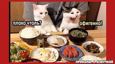 100% приколы, от которых болит живот. Офигенно! / Писец - приколы интернета