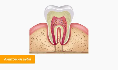 Удалять нерв в зубе или нет? Вот в чем вопрос! | Эстетическая стоматология  в Санкт-Петербурге Кирилла Костина