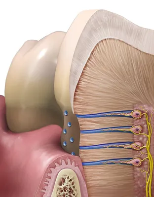 Удаление нерва зуба: как и для чего проводят процедуру — D.Ante