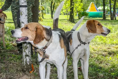 Охотничьи породы собак 🐕 для городских собаководов - Гульдог