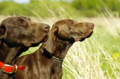 Хюгенхунд (Hygenhund) (Породы собак) норвежская гончая, охотничьи собаки,  гончие собаки, охотничьи породы собак, гончая фото, охотничьи породы, охотничьи  собаки фото, норвежск гончая фото Энциклопедия о животных EGIDA.BY