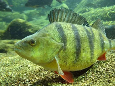 Рыба окунь🐟: фото и описание. Как выглядит окунь👍, чем питается и где  водится