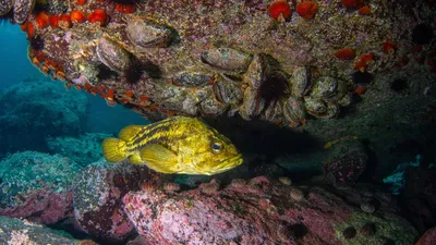 Окунь морской свежемороженый ПБГ 300-500 гр, цена в Санкт-Петербурге от  компании Сиракуза