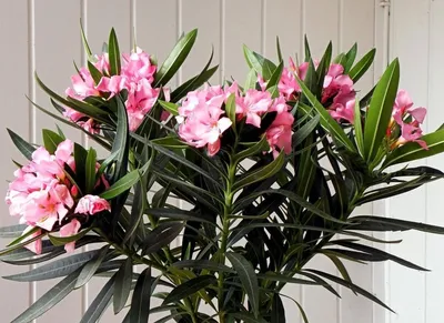 Олеандр (Nerium oleander) — путеводитель по отдыху в Крыму