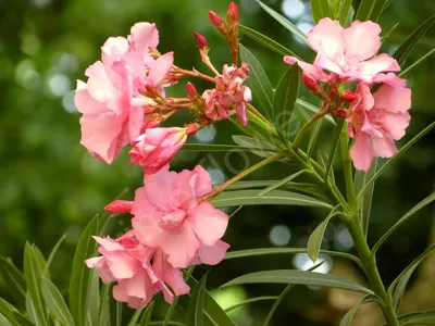 Фотография Олеандр обыкновенный (Nerium oleander) Крым, Россия | Фотобанк  ГеоФото/GeoPhoto | GetImages Group