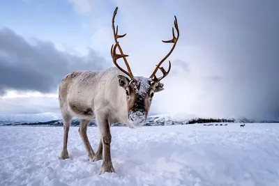 Благородный олень - BEST DEER HUNTING BULGARIA