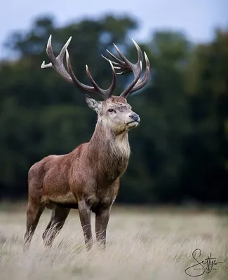 Северный олень (Rangifer tarandus)