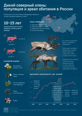 Северные олени в Мурманске - история с описанием и фото