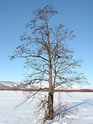 Ольха серая – дерево и древесина – Alnus incana