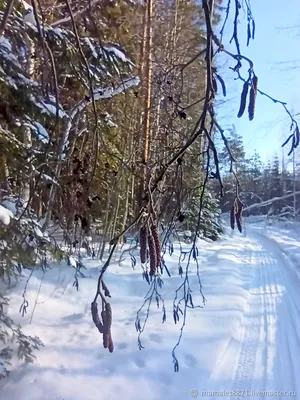 Ольха серая \"Пендула\" (Alnus incana Pendula) - Лиственные растения весна  2024 года - купить лиственные растения спирея, кизильник, барбарис,  лапчатка.