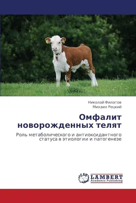 Какой пупук правильный? Выпуклый или впалый? | Твоё Здоровье и Не Только |  Дзен