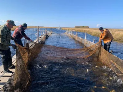 Сиг по имени омуль - Fishmarket