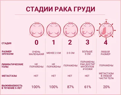 Вскрылась опухоль у кошки или у собаки: что делать