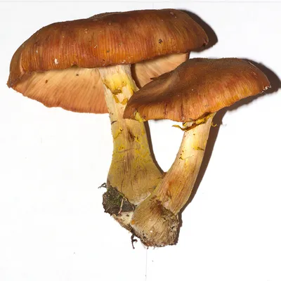 Гриб Опёнок осенний Armillaria mellea - купить мицелий грибов в  интернет-магазине
