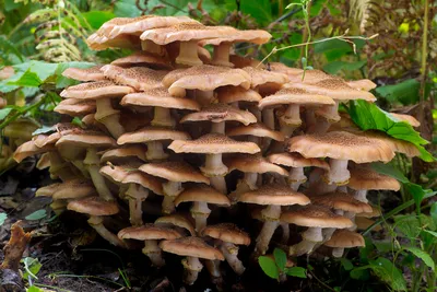 Mushrooms | Опёнок осенний — съедобный гриб 3-й категории. И… | Flickr