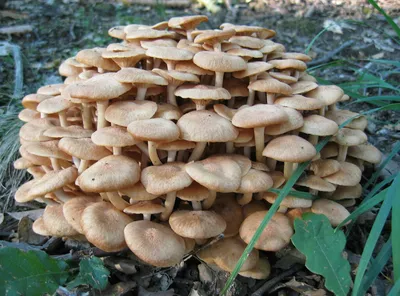 Опёнок осенний (Armillaria mellea) - Picture Mushroom