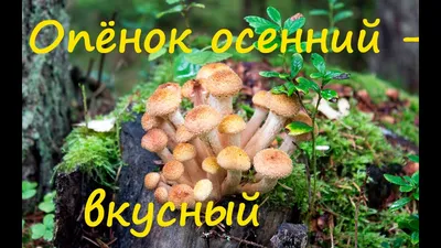 Где отыскать осенние опята в Тюмени, какие грибы сейчас можно найти в  Тюменской области - 3 сентября 2022 - 72.ru