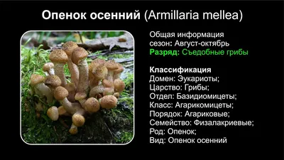 Мицелий на брусочках Опенок осенний (Опенок настоящий), Armillaria mellea  (ID#532779832), цена: 16 ₴, купить на Prom.ua