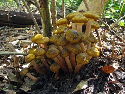 Опёнок осенний (Armillaria borealis) на лесной полянке Stock Photo | Adobe  Stock