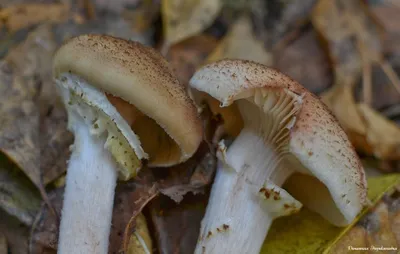 Опенок осенний - всеми любимый гриб! | Грибы и их виды (Поющий грибник) |  Дзен