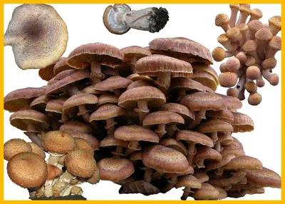 Опенок осенний 🍄✓ #mushroombook #mushrooms #mushroom #porcini #nature  #грибы #лес #тихаяохота #культлеса #грибныетуры #гидполесу… | Instagram