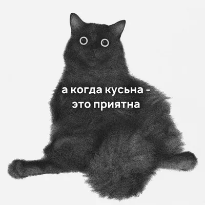 Опять понедельник...😿😿 Не забывайте, пожалуйста что сегодня выходной,  котопëсики отдыхают. Ждём гостей со ВТ - ВС с 12-22 ч. | Instagram