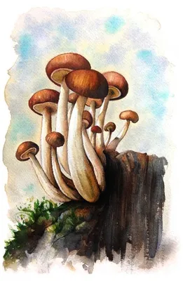 Kuehneromyces mutabilis, Опенок летний (варушка)