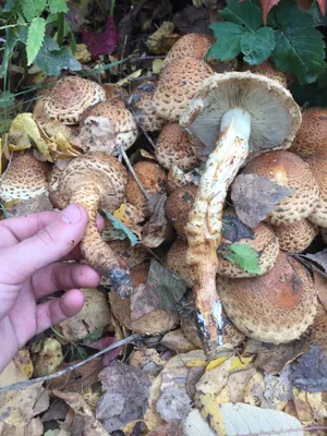 Kuehneromyces mutabilis, Опенок летний (варушка)