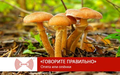 Ложные опята: фото, описание, как отличить от съедобных грибов