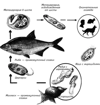 Русские народные черви: Описторхоз. | Пикабу