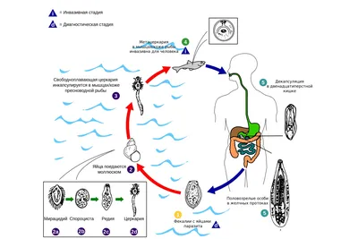 Паразиты в рыбе. Описторхоз. Рыболовам обязательно к прочтению. | Рыбацкая  душа | Дзен