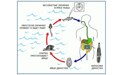 Особенности описторхоза в природном очаге – тема научной статьи по  клинической медицине читайте бесплатно текст научно-исследовательской  работы в электронной библиотеке КиберЛенинка