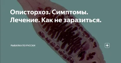 Описторхоз. Симптомы. Лечение. Как не заразиться. | Рыбалка по Русски | Дзен