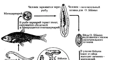 Паразиты человека: симптомы и лечение глистов приборами биорезонансной  терапии