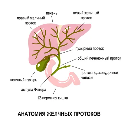 Описторхоз — паразитарное заболевание с поражением желчных протоко