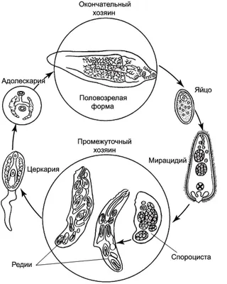 Гельминты — кто они? Чем опасны для человека?