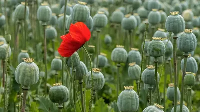 Опиумный мак, Papaver - Somniferum Стоковое Фото - изображение  насчитывающей кодеин, опиум: 26329774