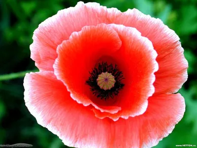 Опиумный мак или Papaver somniferum Векторное изображение ©Foxyliam  148284165