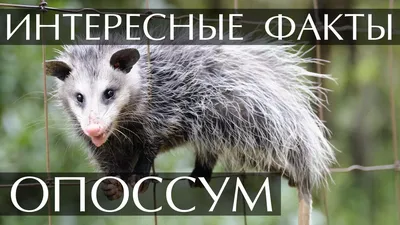 Фотография Виргинский опоссум (Didelphis virginiana) | Фотобанк  ГеоФото/GeoPhoto | GetImages Group