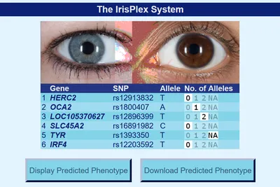 Исследователи запустили бесплатный онлайн-сервис HIrisPlex-S, который  позволяет определить цвет глаз, кожи и волос по