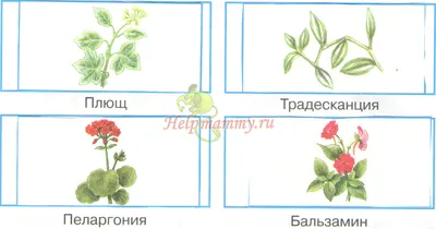 Комнатные растения. Окружающий мир 2 класс