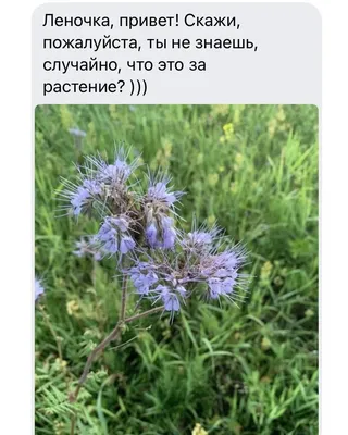 Как снимать, что снимать: учимся у классиков · iNaturalist