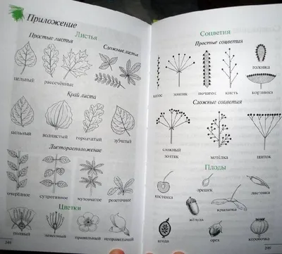 Определитель растений с картинками