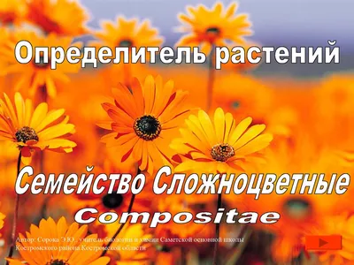 Как определять растения, если вы не ботаник? Атласы, приложения и умная  камера | Полярная крачка | Дзен