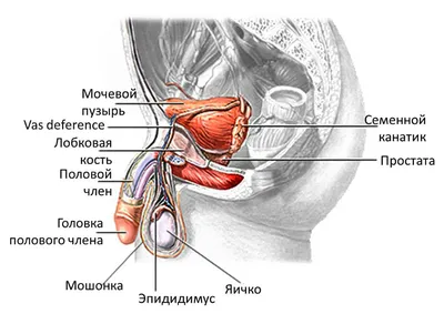 КЛИНИЧЕСКИЕ НАБЛЮДЕНИЯ