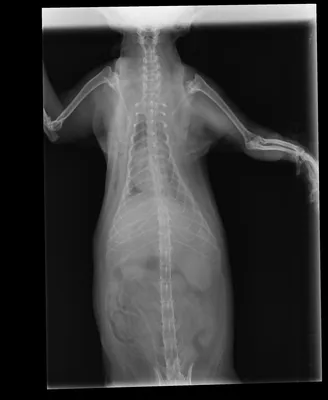 Опухоль молочной железы у кошки - признаки, диагностика, лечение