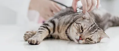 Операции по удалению опухолей у собак и кошек в Москве - консультация  ветеринара