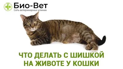Обструкция уретры у котов (мочекаменная болезнь) | Ветеринарная клиника  доктора Шубина