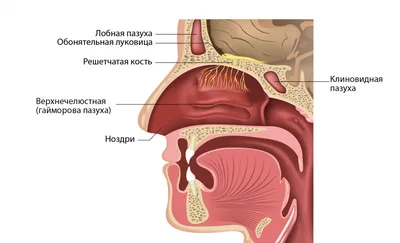 Опухоль челюсти - Hospitadent