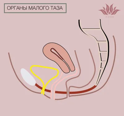 Лечение опущения и выпадения матки в Ташкенте. Диагностика и лечение в  частной клинике Gatling Med